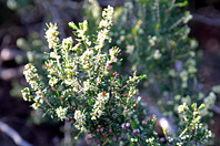 Erica arborea